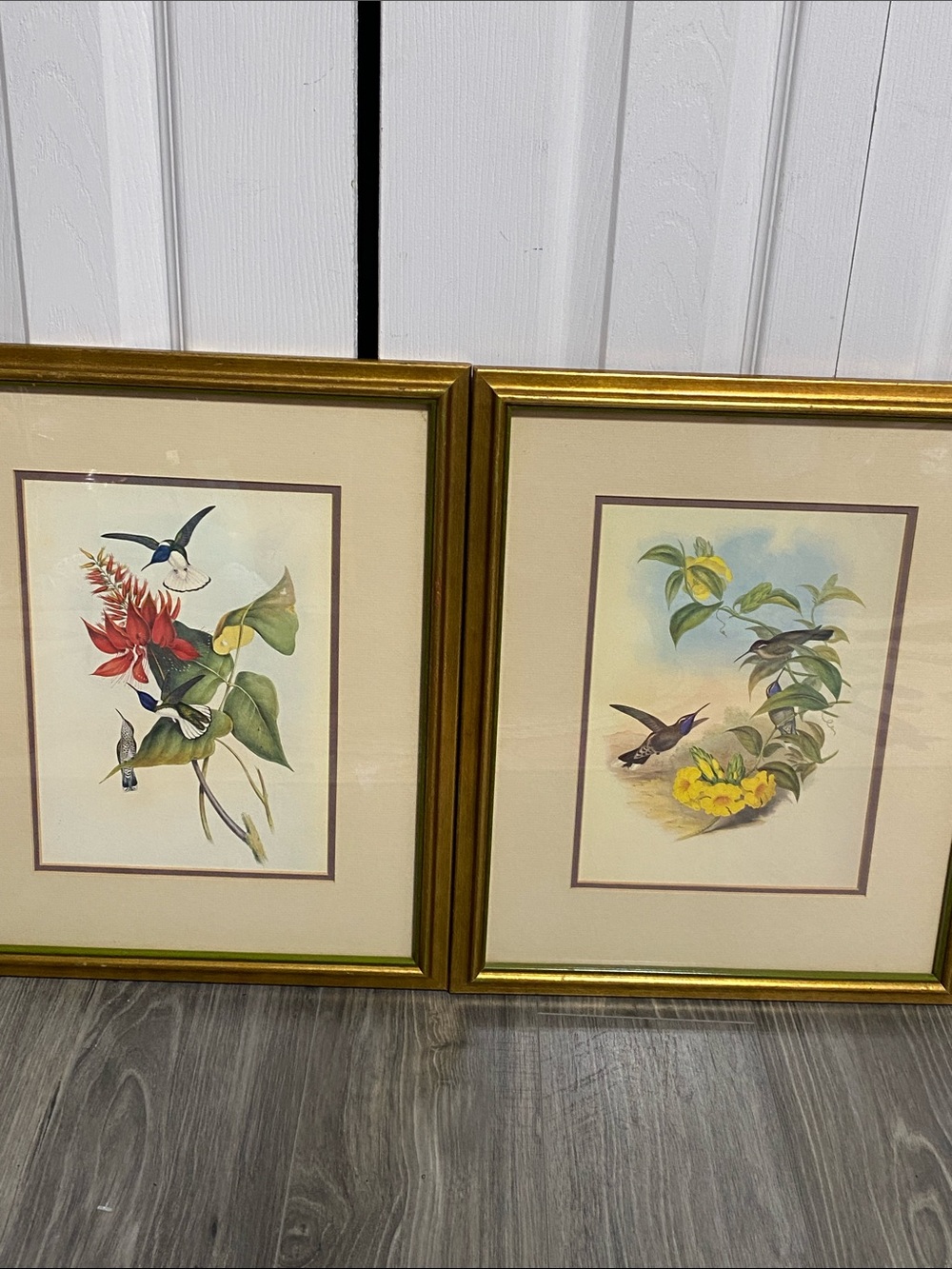 2 Matte bird prints Gould's Monograph of the Trochilidae Family of Hummingbirds